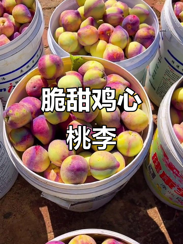 鸡心桃李,鲜嫩多汁,核小肉厚,酸甜可口
