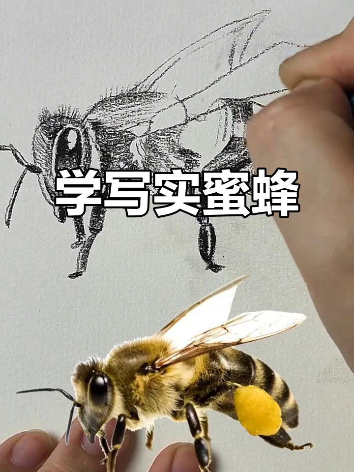 素描蜜蜂画法，轻松掌握逼真细节