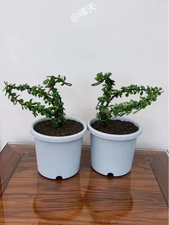 用六根金枝玉叶枝条做两只小鸭子准备养成型后送邻居孙女带去幼儿园 种植小技巧养花小知识养花我