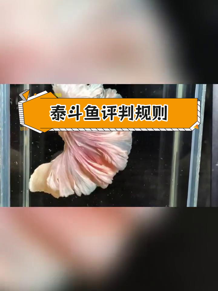 泰国斗鱼赛级评分标准解析