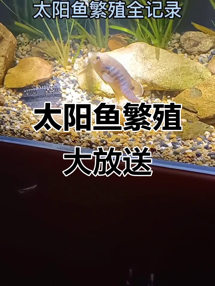 太阳鱼一个月四窝,培育成功免费送!