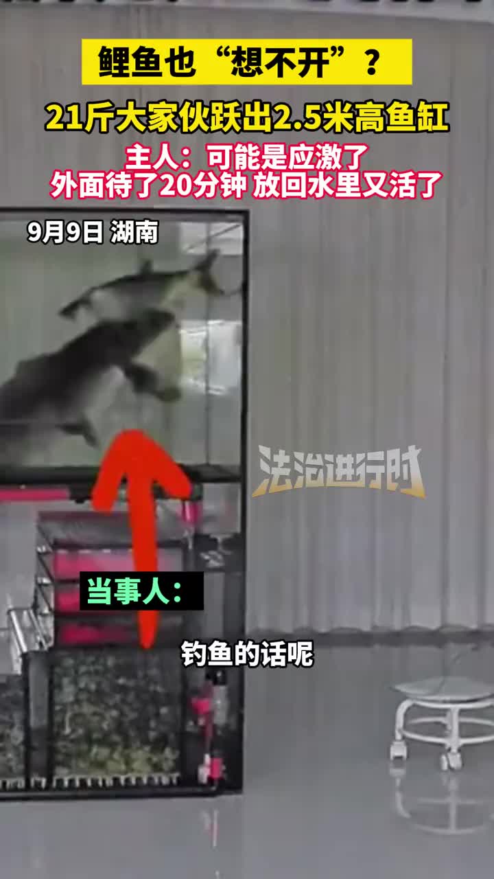 「视频」鲤鱼也“想不开”?21斤大家伙跃出2.5米高鱼缸 主人:可能是应激了外面待了20分