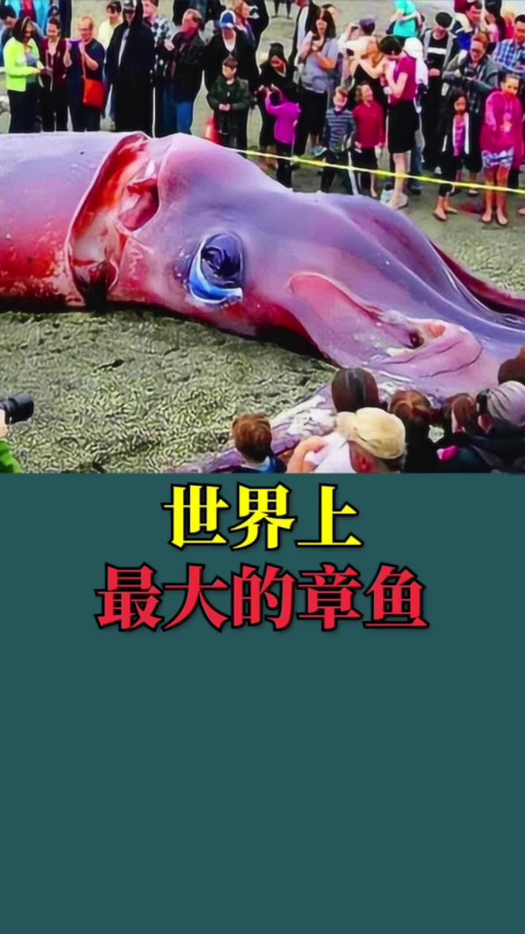 世界上最大的章鱼