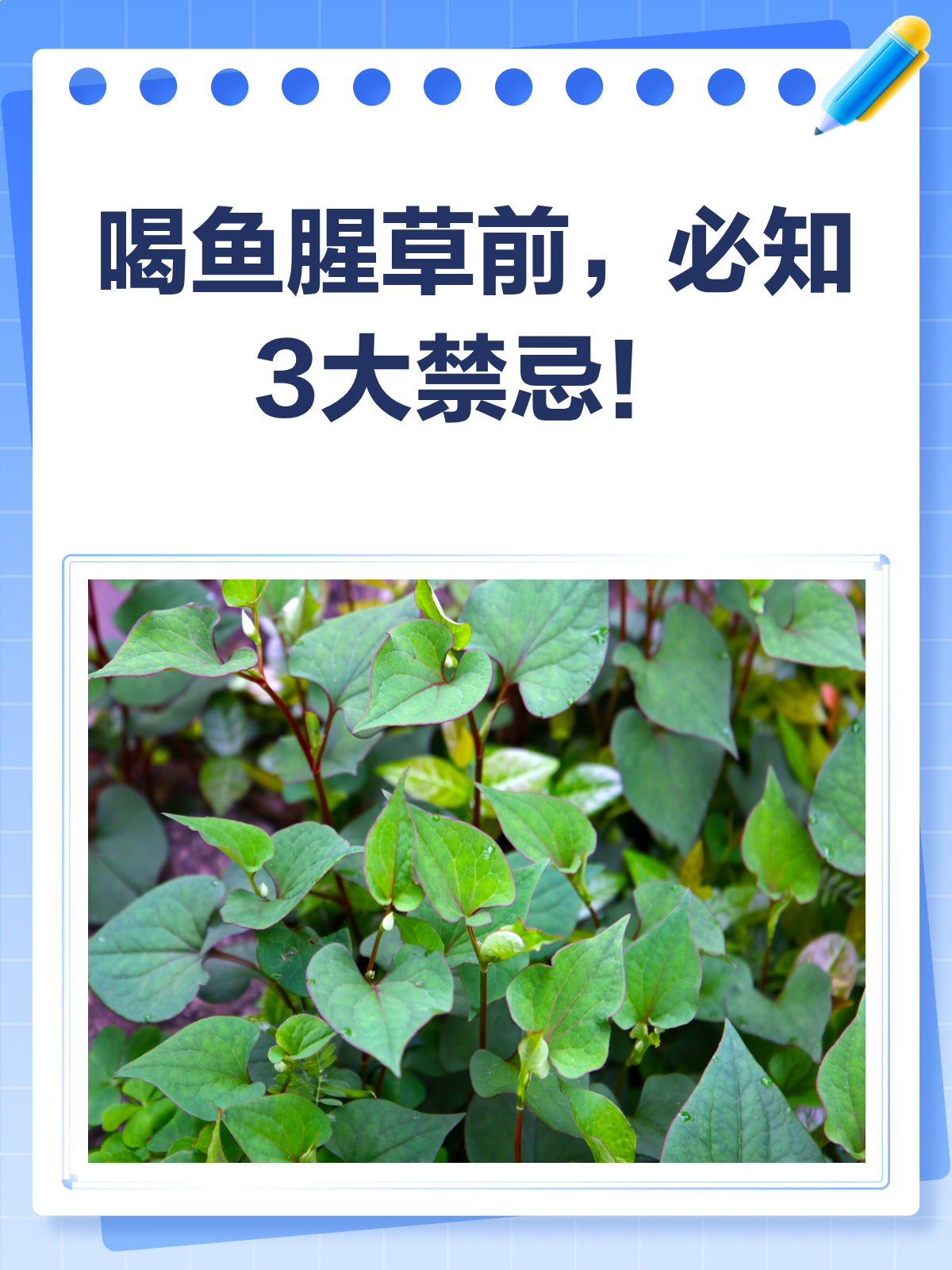 喝鱼腥草前必看!3大禁忌别踩坑