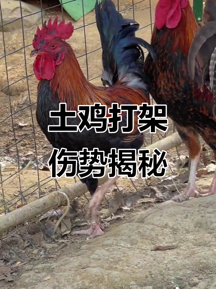 金七与金五激烈打斗,脚踝受伤严重