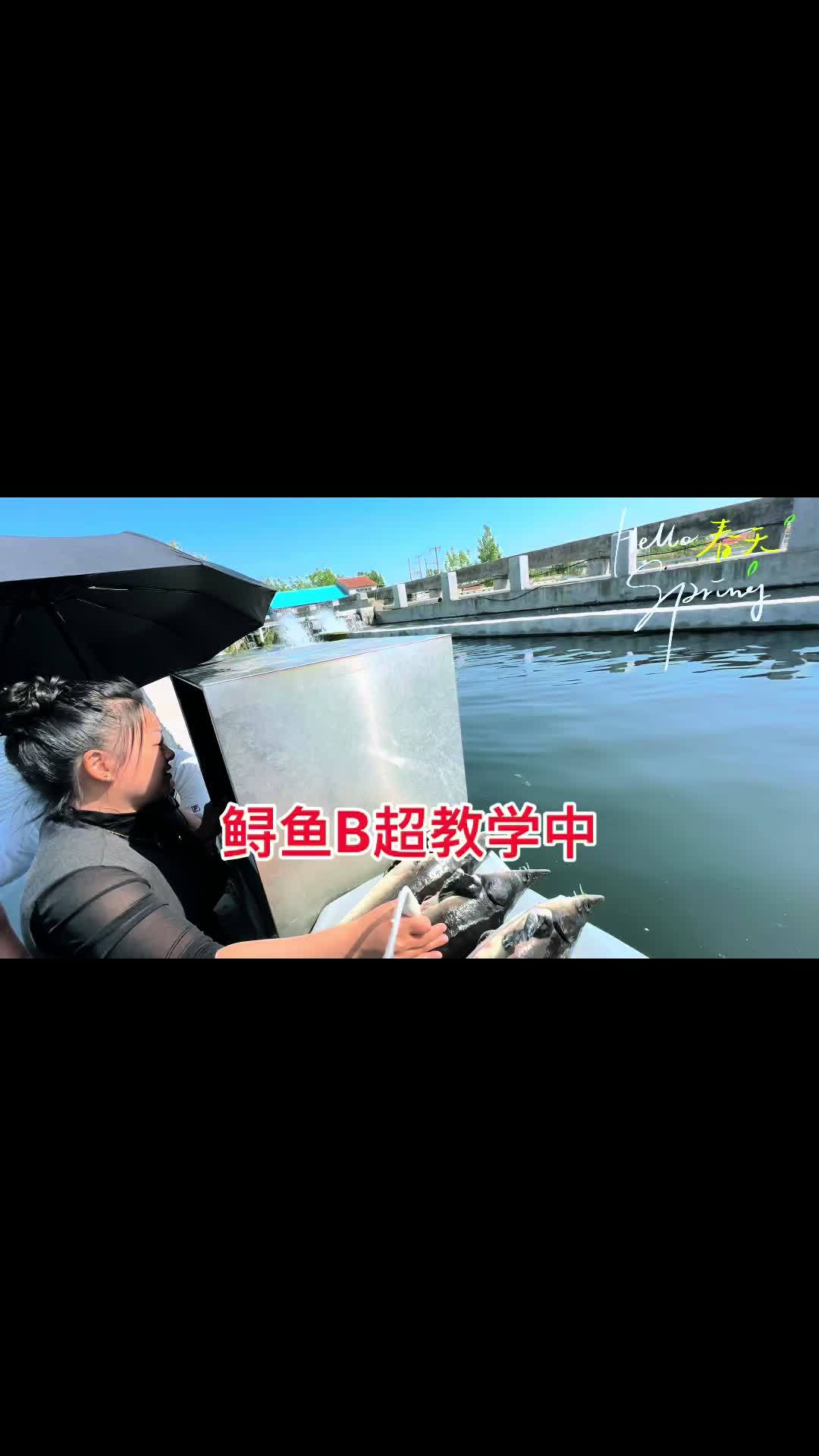 鲟鱼B超教学,鲟鱼做B超,提供上门教学,提供鲟鱼B超服务,鲟鱼养殖 鲟鱼 鱼子酱 鲟鱼B超