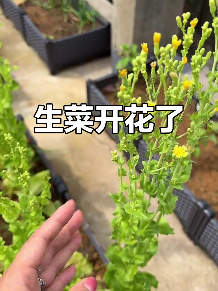生菜开花变种子,长高一米竟成奇观