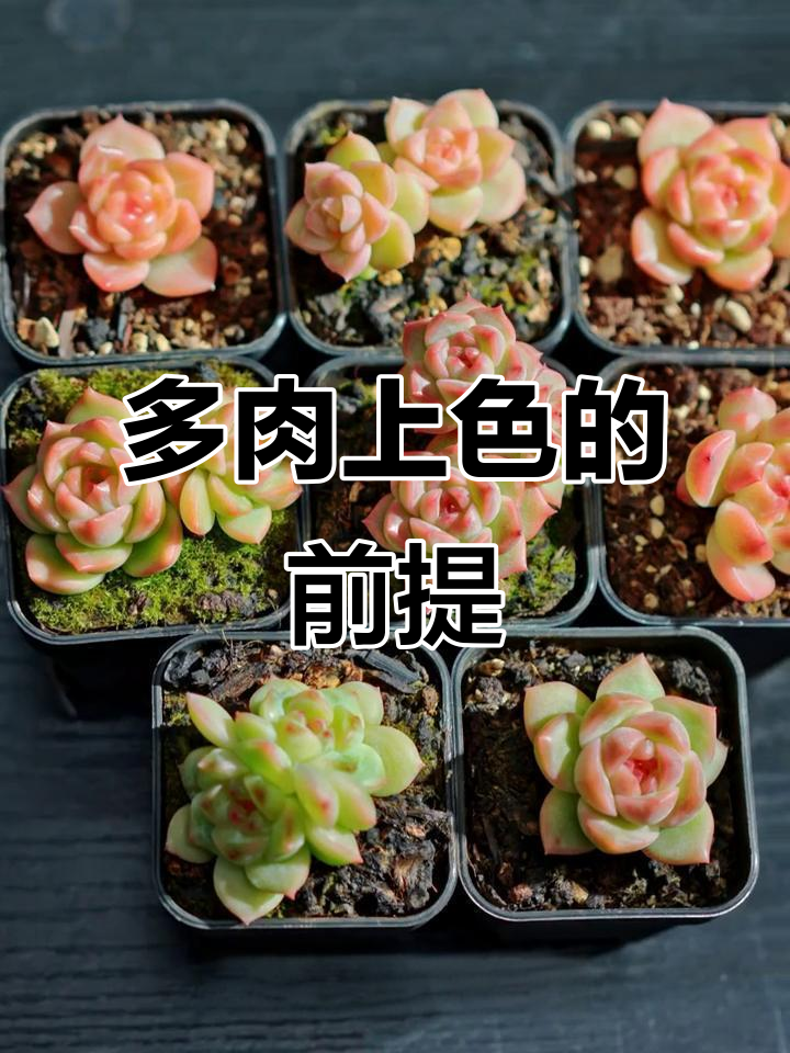 多肉上色秘诀：健康强壮是关键