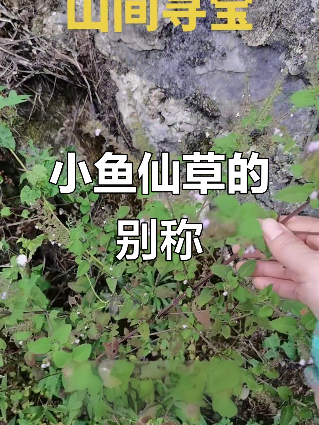 小鱼仙草，别名众多，属于唇形科植物