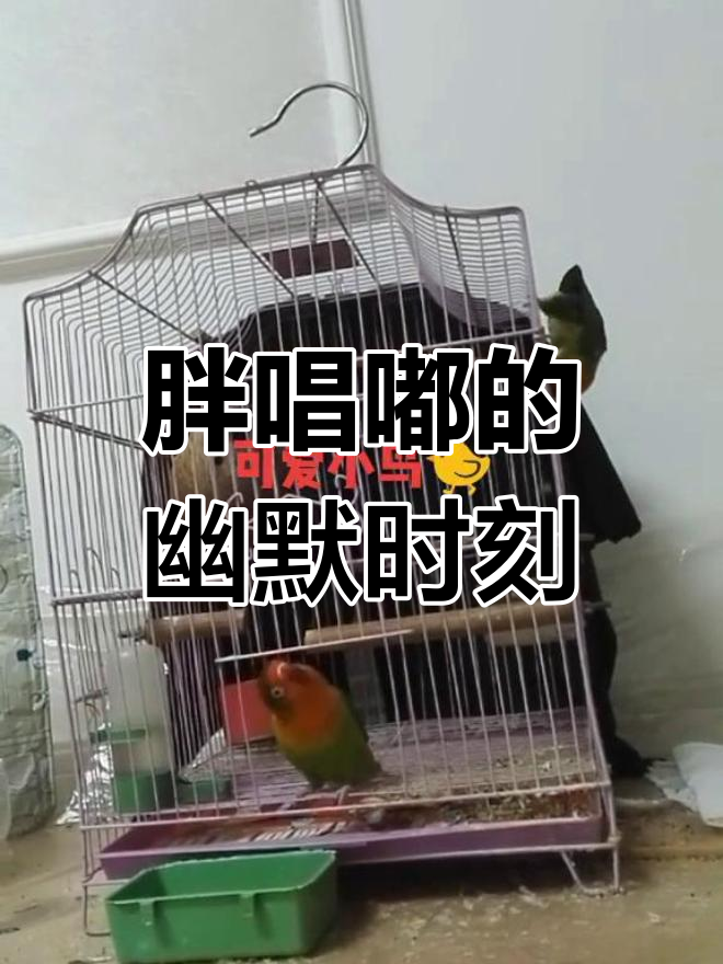 胖美猪的搞笑日常:蛋糕吃完后的扭屁股舞