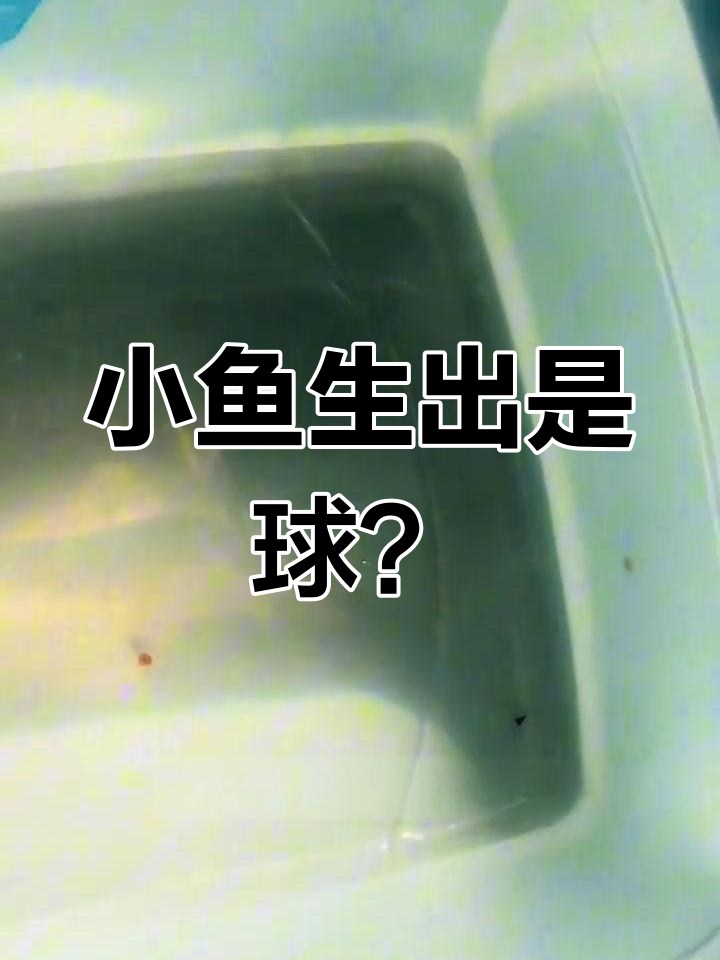 母鱼生小鱼仔变球,原来是胎衣没破!