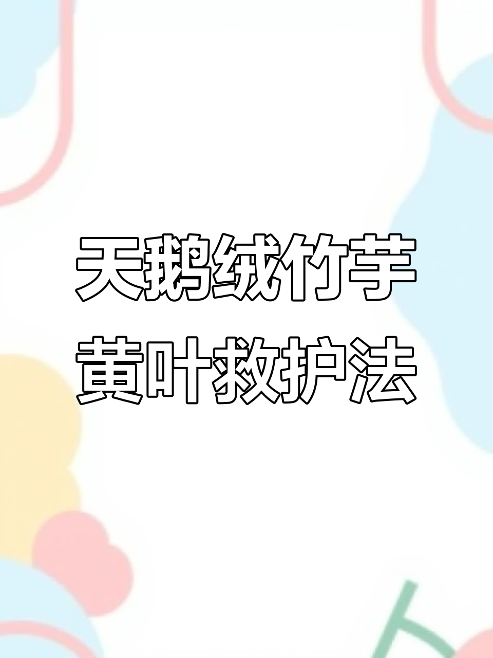 夏季天鹅绒竹芋黄叶焦尖？这些养护技巧帮你解决
