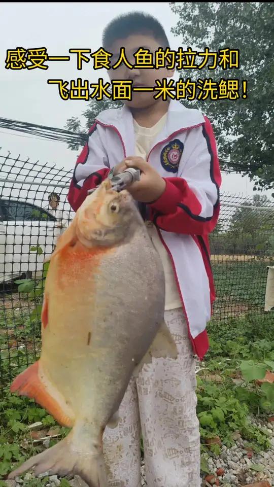 南阳惊现食人鱼？学名红腹食人鲳！淡水GT拉力机跳出水面一米洗鳃！