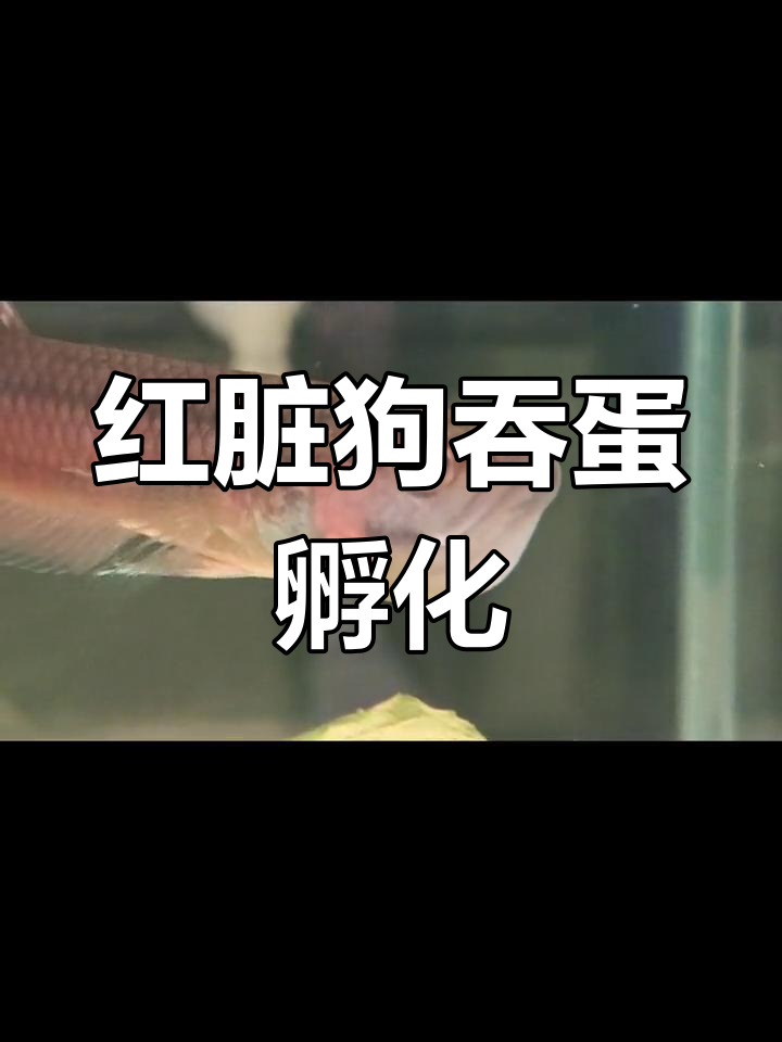 红战狗斗鱼口孵全过程