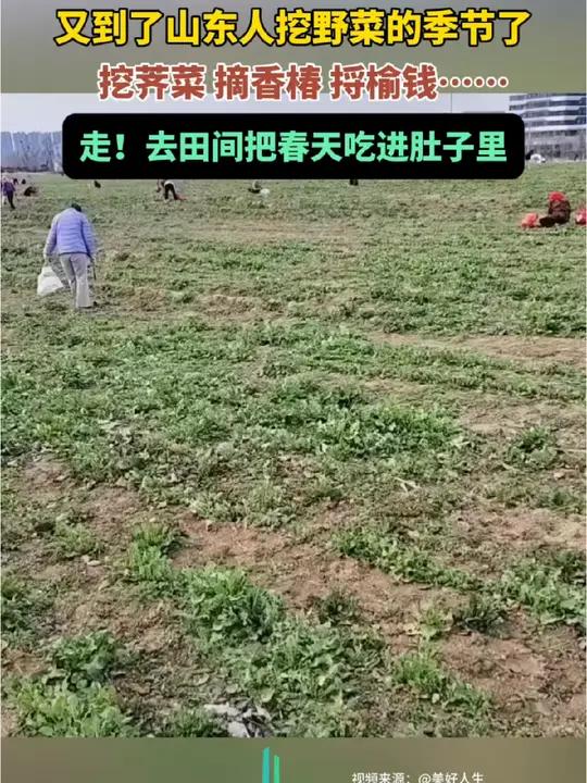 又到了山东人挖野菜的季节了,挖荠菜、摘香椿、捋榆钱……走!去田间把春天吃进肚子里#春天挖野