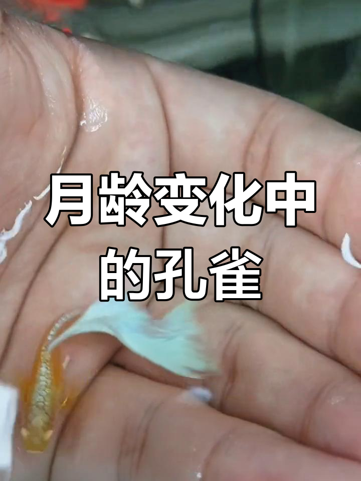 蓝白孔雀鱼的变化与成长