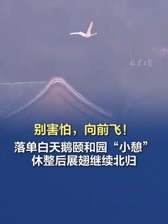「别害怕,向前飞!落单白天鹅颐和园“小憩”,休整后展翅继续北归」3月1日清晨8点24分,一