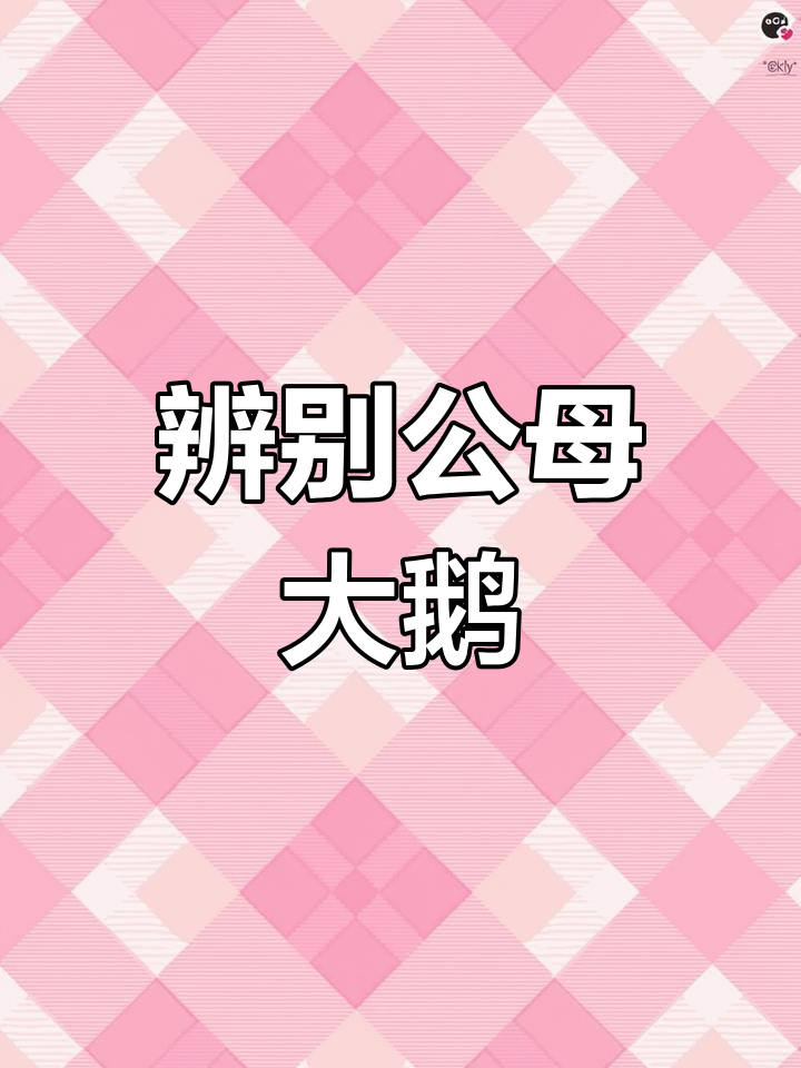 公母大鹅怎么分辨?这些特征你得知道