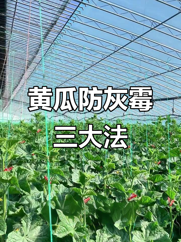 黄瓜灰霉病防治全攻略,三招搞定