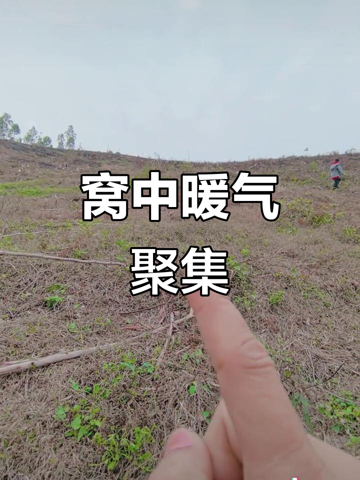 虾须蟹眼聚集暖气,窝中突起揭示秘密