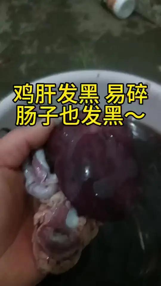 鸡肝发黑,易碎,肠子也发黑,咋回事 李莉分享养殖 李莉讲养殖 李莉聊养殖 服务三农支持三农