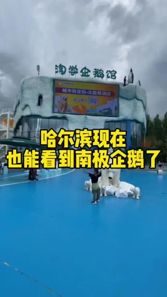 哈尔滨也能看南极企鹅了
