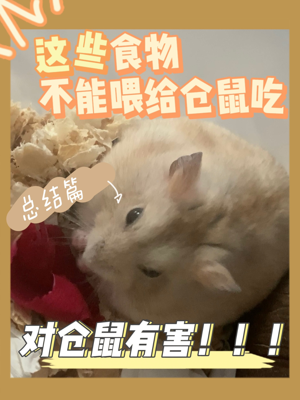 这些食物千万不要喂给仓鼠吃