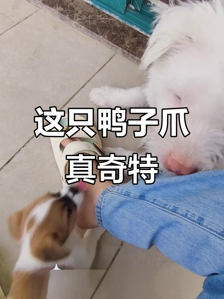 这是什么品种的鸭爪子?看起来好特别!