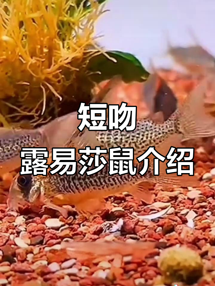 短吻露易莎鼠:灰蓝色斑点与金红色亮带的独特观赏鱼