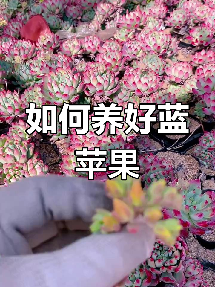 蓝苹果多肉植物养护技巧,花毽子超美!