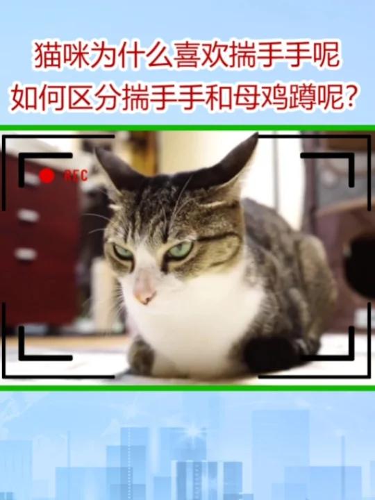 猫为什么喜欢揣手手如何区分揣手手和母鸡蹲