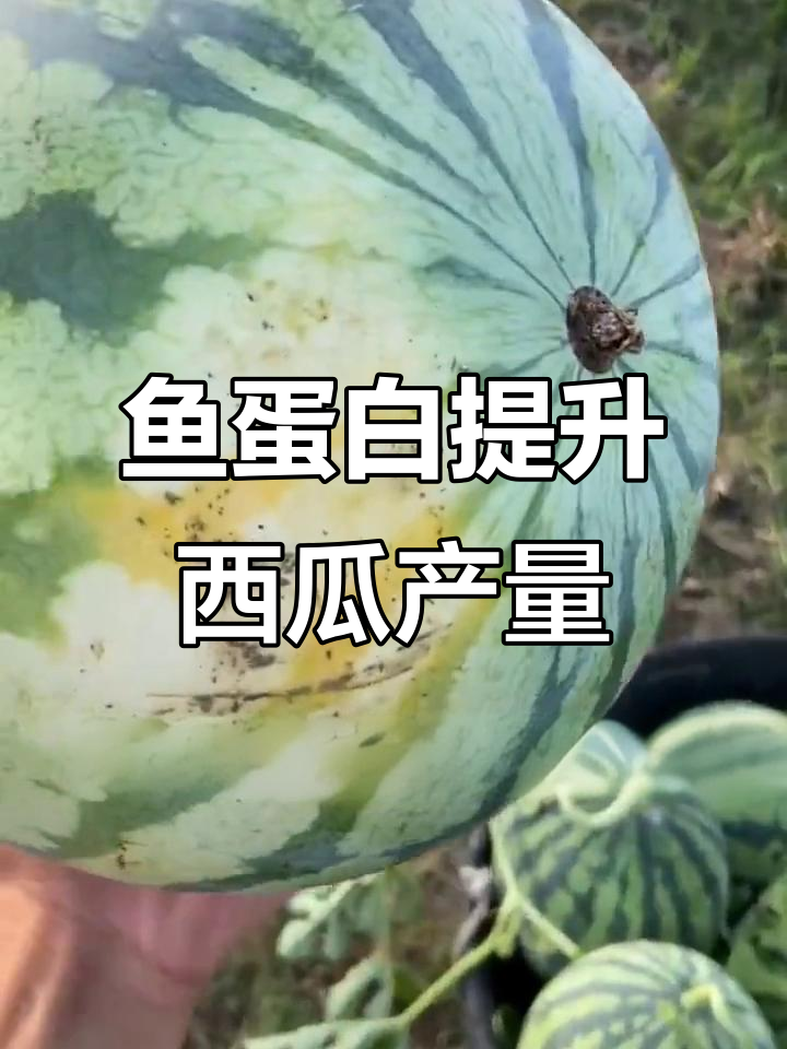 鱼蛋白原浆助力西瓜增产,效果惊人!