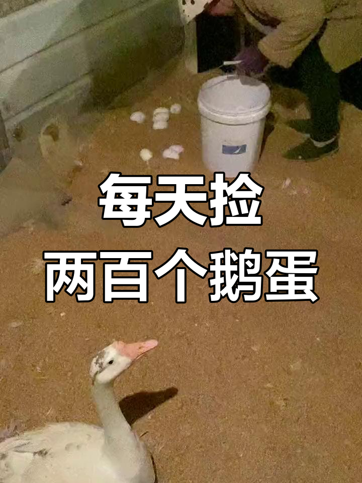 捡鹅蛋的日常与收获