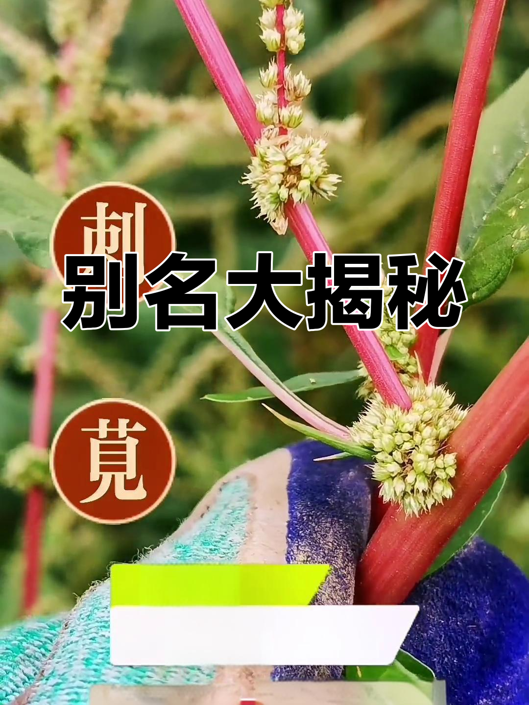 簕苋菜、野苋菜的多种别名,各地叫法各异