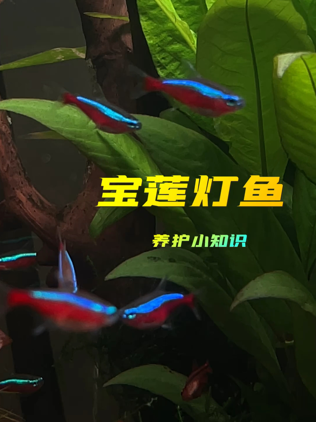 宝莲灯鱼养护小知识