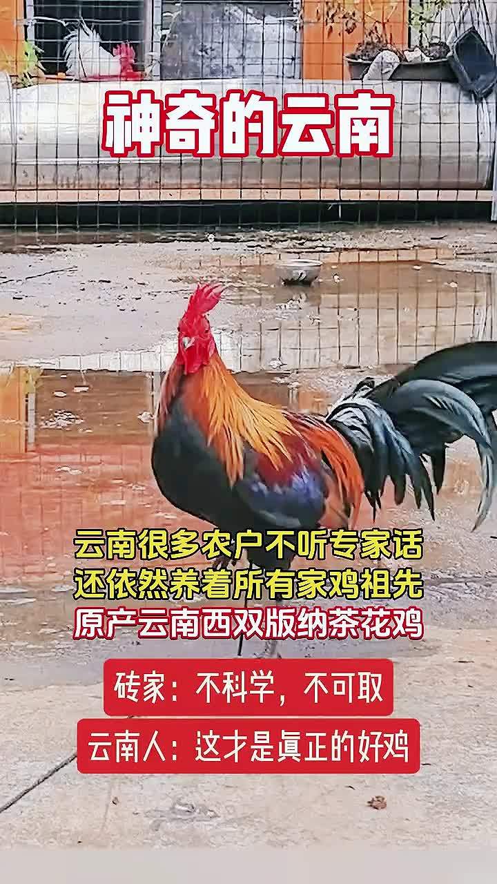 养殖 养鸡 鸡鸭鹅养殖 农村散养土鸡 茶花鸡 云南精品一代茶花鸡蛋