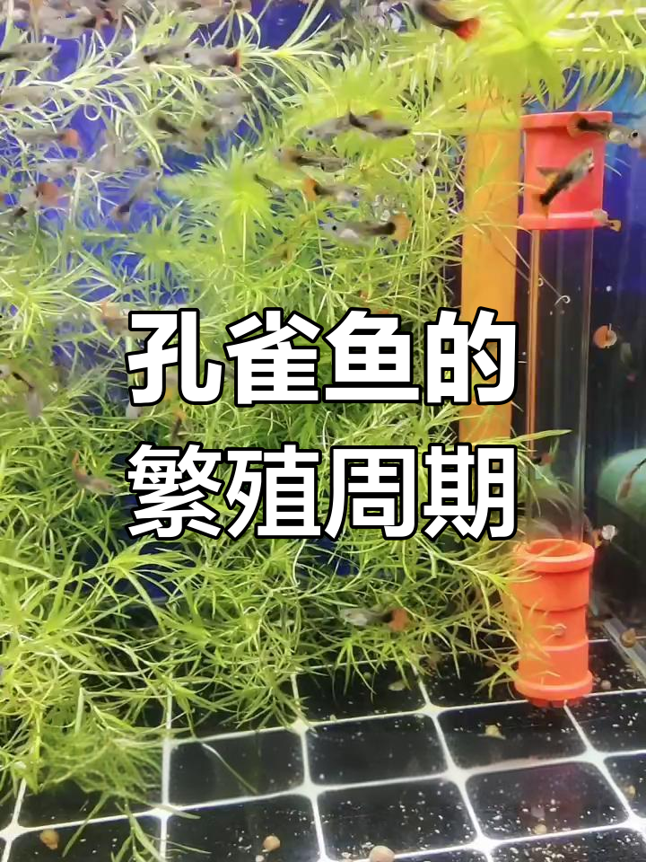孔雀鱼多久能繁殖一次?从三个月到成熟产卵全过程揭秘