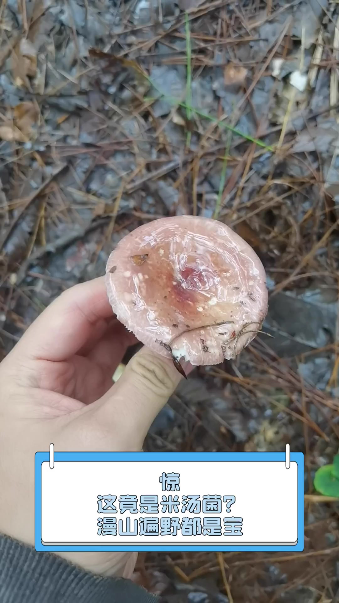 惊,这竟是米汤菌?漫山遍野都是宝