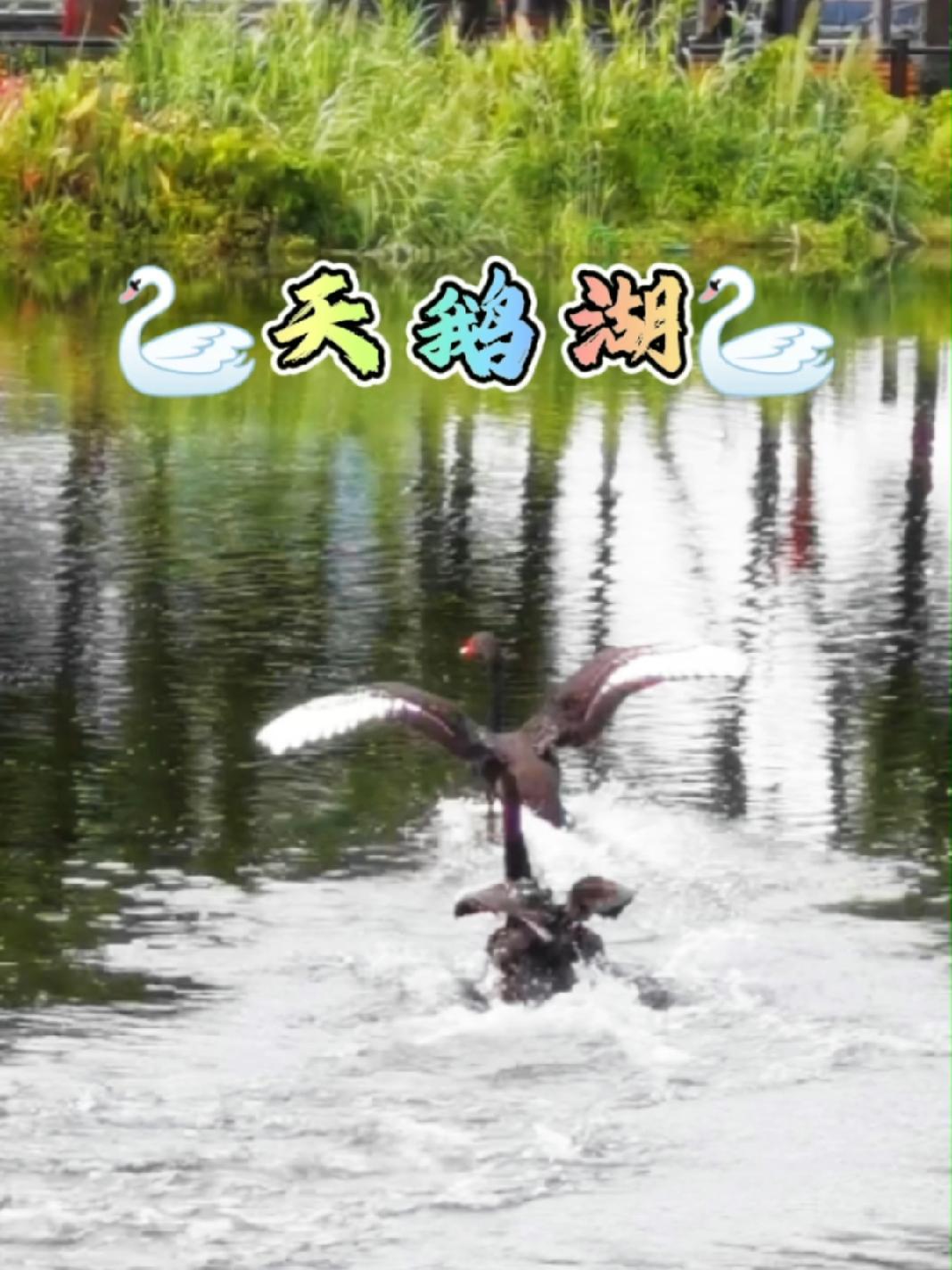 治愈系美景,广州市区的天鹅湖,位于流花湖芙蓉洲与葵堤间的水域,共有12只黑天鹅,还有一窝正