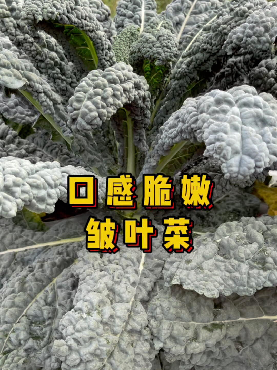 蔬菜新品种—皱叶菜