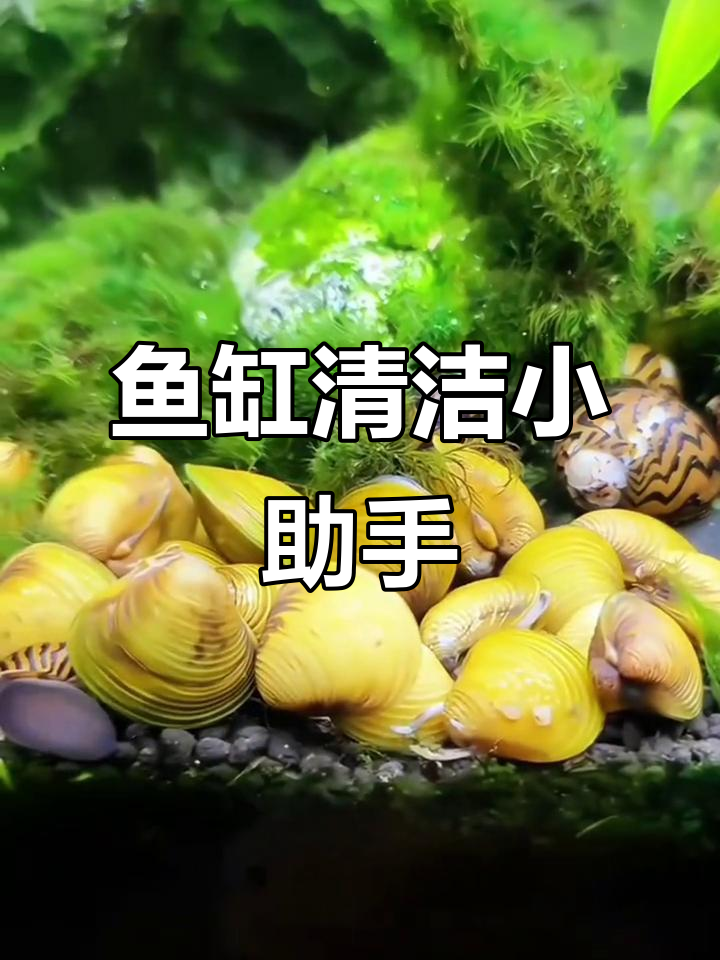 黄金蚧,鱼缸清洁神器,轻松解决粪便问题!