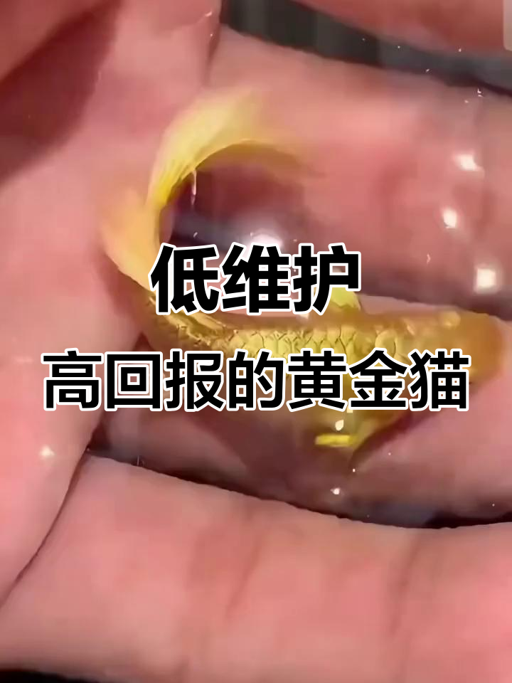 黄金孔雀鱼:便宜又好养,水质越差它越兴奋