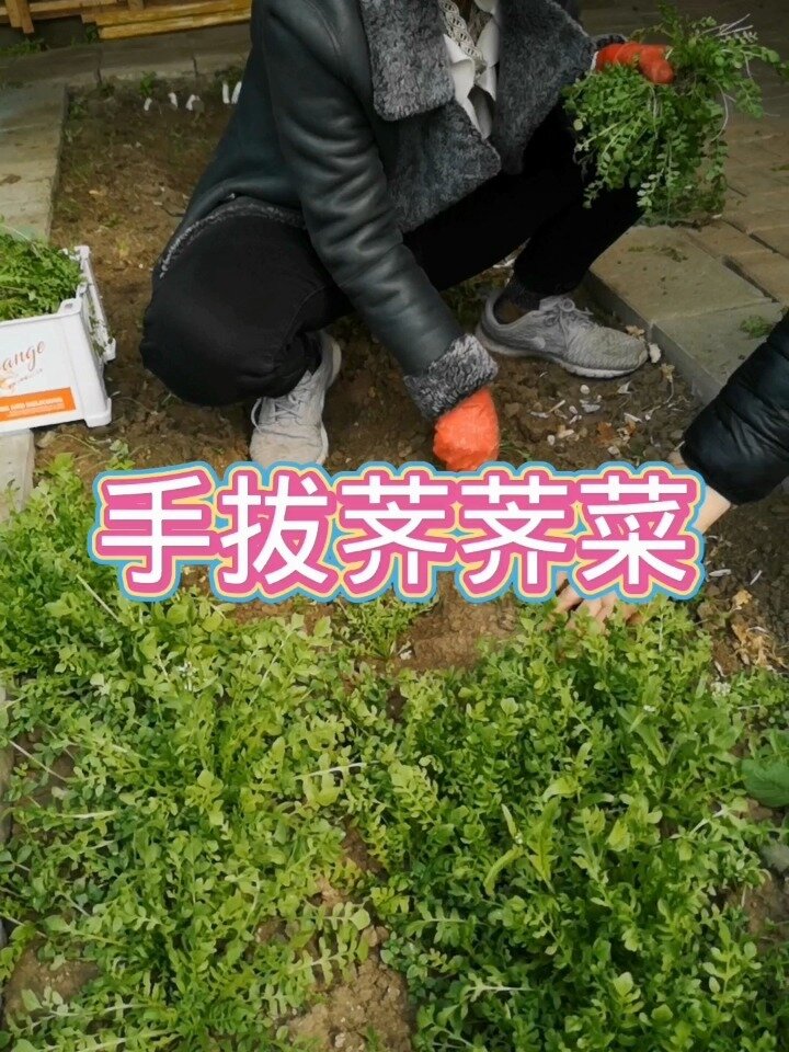 种植荠荠菜