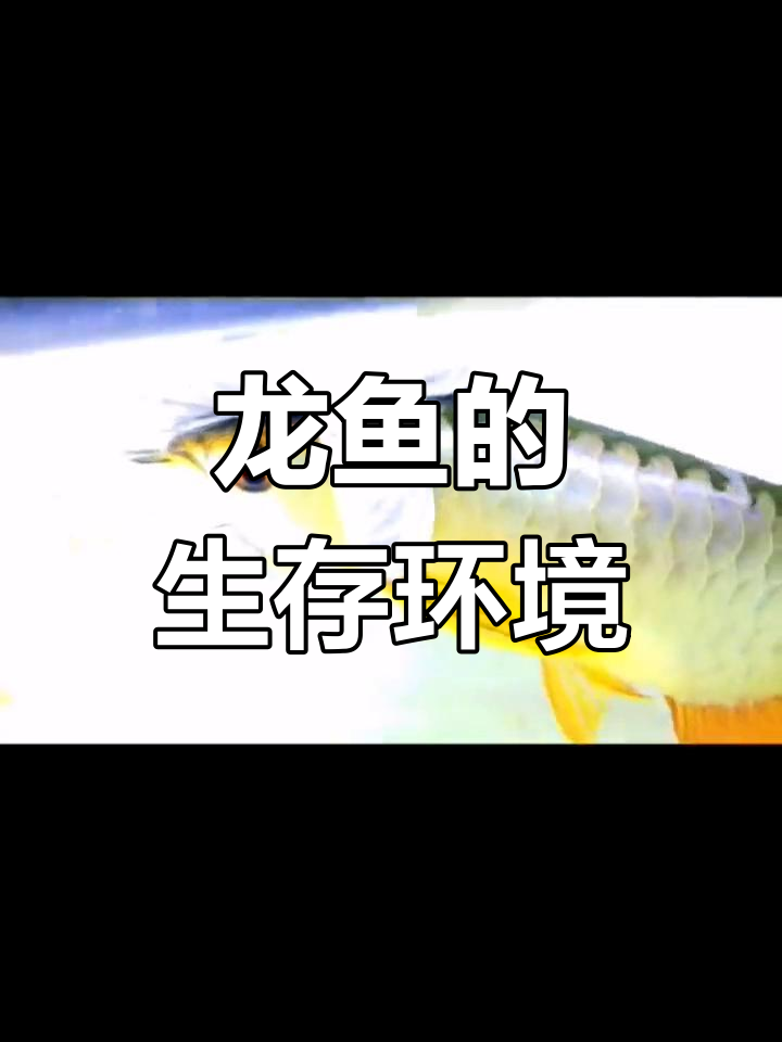 龙鱼种类与分布解析