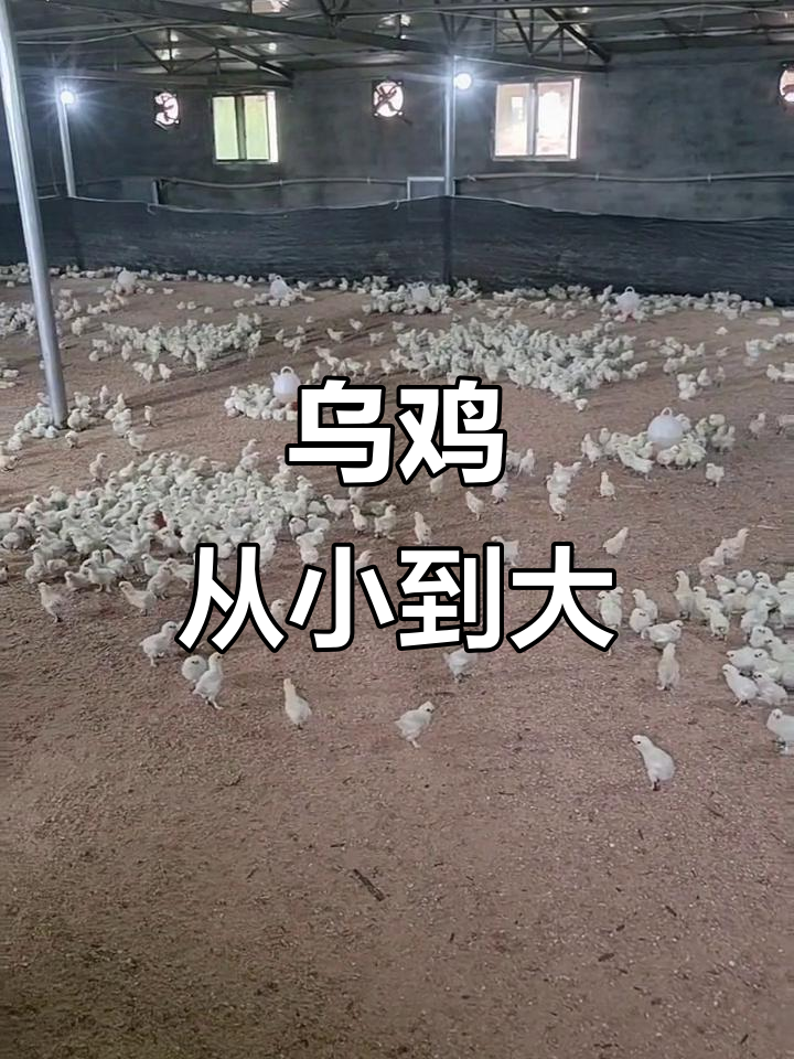 乌鸡成长记：从苗到成年的变化全过程