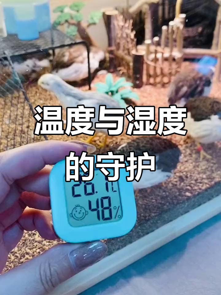 芦丁鸡饲养必备温湿度计,确保舒适生长环境