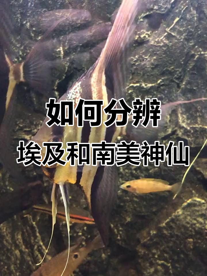 埃及神仙鱼与南美鱼的区分技巧,了解它们的独特特征