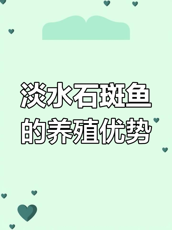 淡水石斑鱼养殖:从凶猛到热门新宠