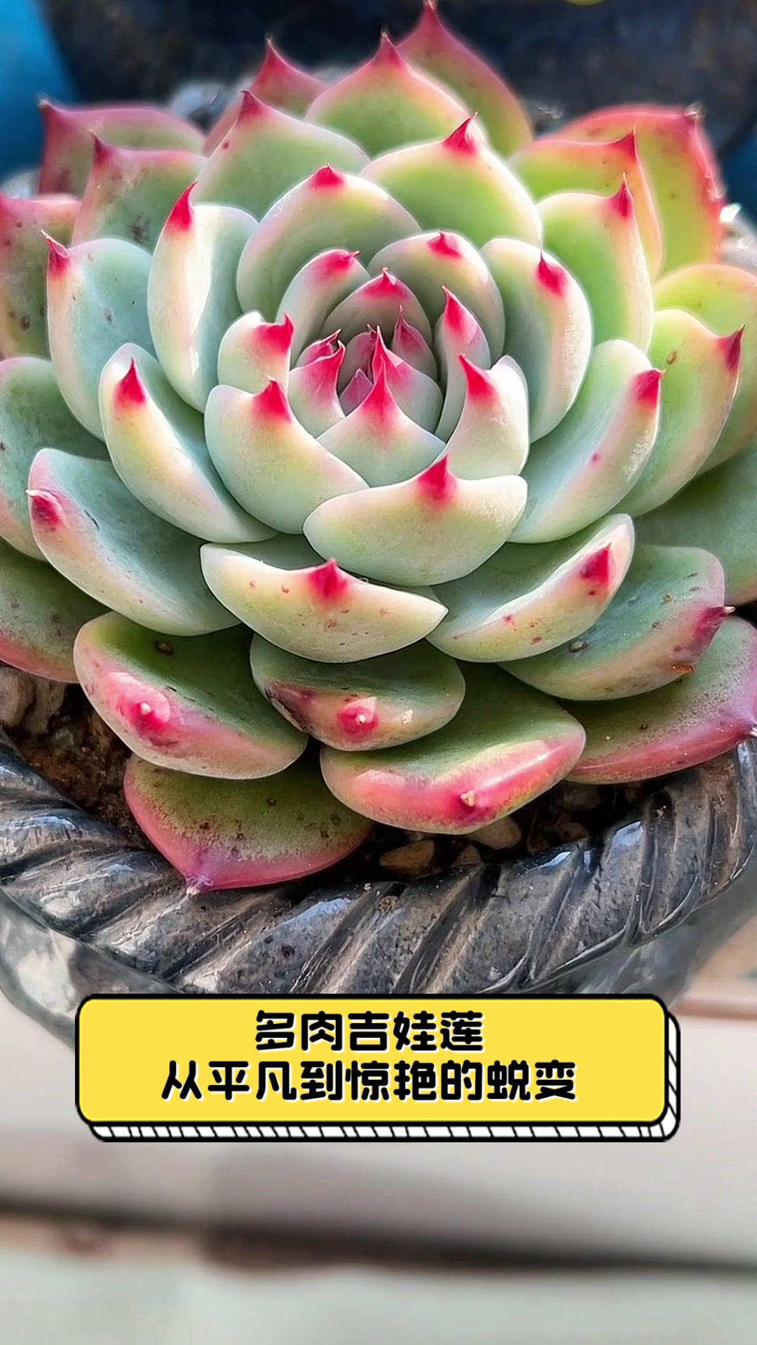 多肉吉娃莲,从平凡到惊艳的蜕变