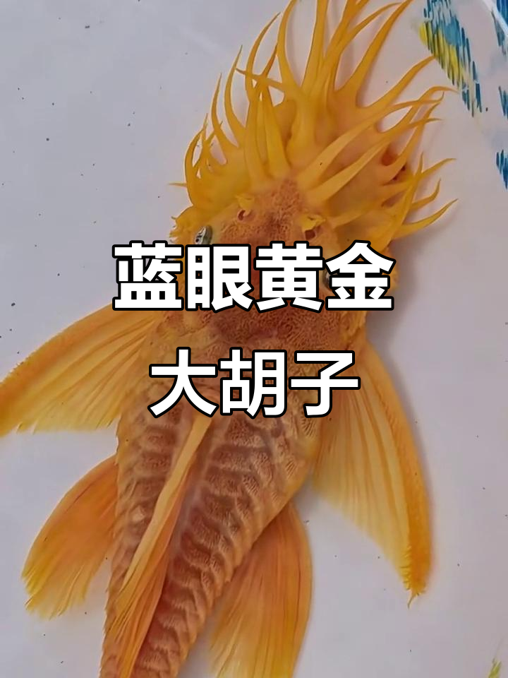 蓝眼黄金大胡子异型鱼,独特魅力让人惊艳